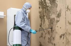 Why You Should Choose Our Mold Remediation Services in Savannah, MO